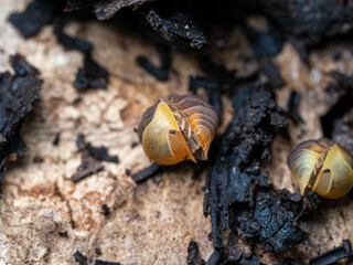 アンバーダッキー