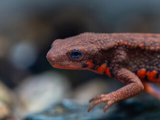 アカハライモリ