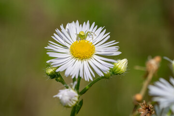 Obraz premium Veränderliche Krabbenspinne (Misumena vatia) lauert in einer Blüte auf Beute