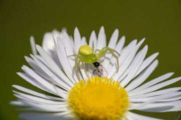 Fototapeta premium Veränderliche Krabbenspinne (Misumena vatia) mit Beute auf einer Blüte