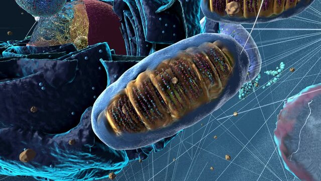 Organelles inside an Eukaryote or eukaryotic cell showing component of the cell
