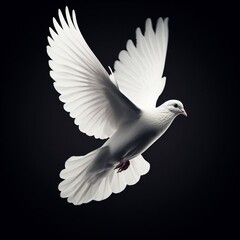 white dove isolated on black - obrazy, fototapety, plakaty