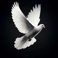 Fotobehang white dove isolated on black © Digital land
