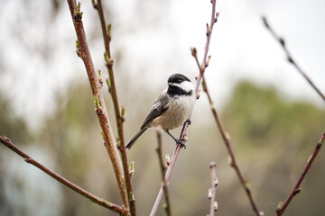 Obraz premium Black-Capped Chickadee Bird perches on a branch 