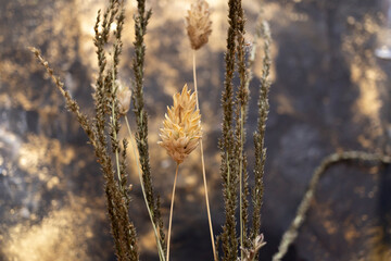 Fototapeta premium plantas secas silvestres con fondo desenfocado de manchas doradas
