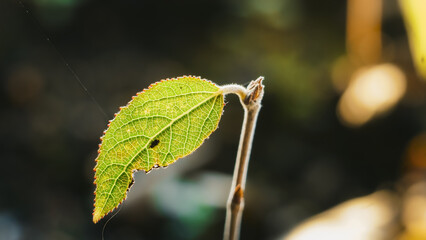 Macro leaf shows veins and details while glistening in sunlight 
