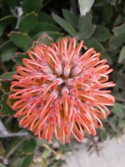 Leucospermum cordifolium