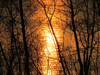 Sunset through the trees, into the lake