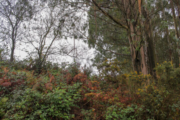 Fototapeta premium misty day in the forest