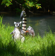 The ring-tailed lemur (Lemur catta) is a large strepsirrhine primate and the most recognized lemur due to its long, black and white ringed tail. 
