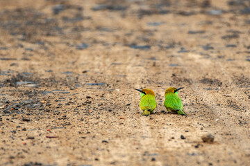 Close up view of the green bee eater bird taking mud bath on road.