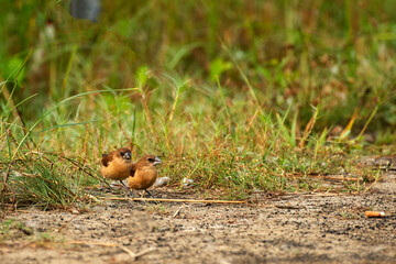 Close up view of the tri color munia taking food from animal dung on road.