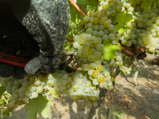 Harvesting grapes in vineyards