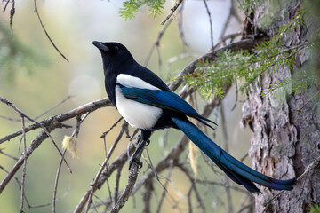 The Black-billed magpie is a striking bird, with its distinctive black and white plumage, long tail, and iridescent blue-green feathers on its wings and tail.