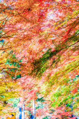 グラデーション豊かな紅葉｜縦位置