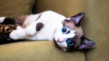 a small munchkin kitten with bright blue eyes lies on a beige sofa