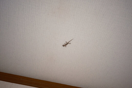 家の天井にいるヤモリ