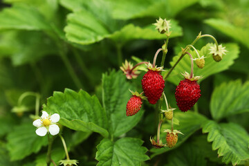 Small wild strawberries growing outdoors. Seasonal berries