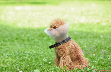 Cute Maltipoo dog with Elizabethan collar sitting on green grass outdoors, space for text