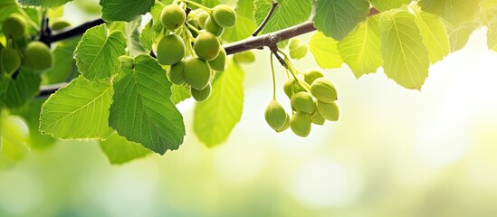 In the summertime the vibrant green leaves of the tree in nature are adorned with fig sprouts showcasing the beautiful transition from brown branches to luscious fruits in spring - obrazy, fototapety, plakaty