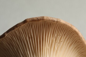 Macro photo of oyster mushroom on light grey background