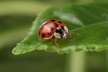 Obraz premium Ladybug on green leaf against blurred background, macro view