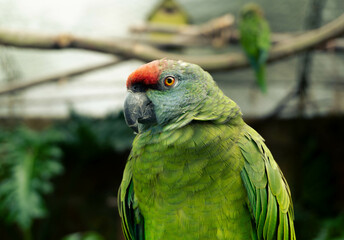 Close up shot of a beautiful parrot
