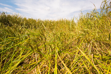 Rice fields damaged by rainstorms, People suffering from the weather