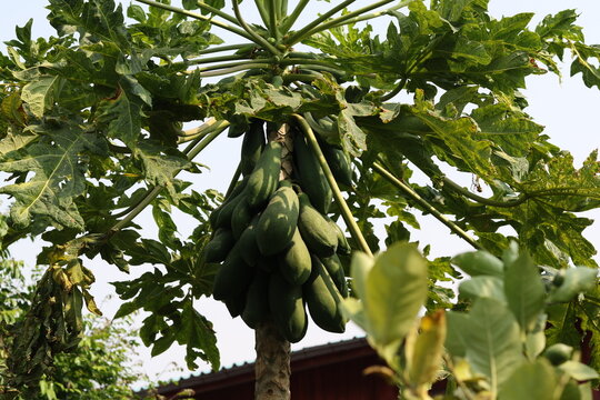 Papaya tree with ripe fruits and green leaves, close-up
