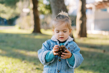Little girl examines a large pine cone in her hands while standing in the park