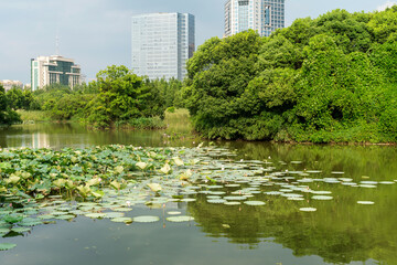 A beautiful pink waterlily or lotus flower in pond