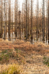 Dead trees reflected in swamp water