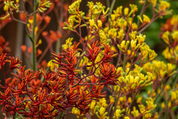 Red and Yellow Kangaroo Paws in bloom