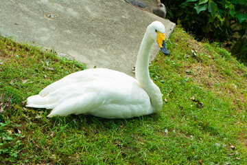 のんほいパーク動物園の白鳥