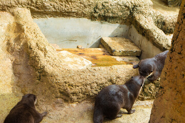 のんほいパーク動物園のコツメカワウソ達