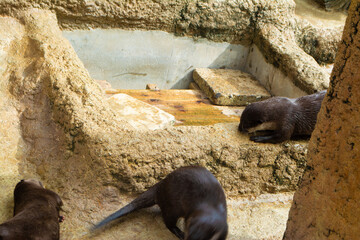 のんほいパーク動物園のコツメカワウソ達