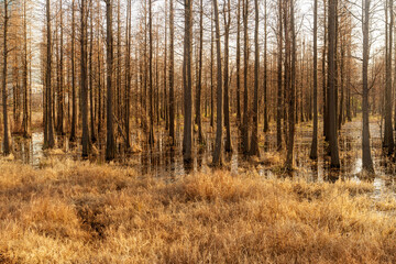 Dead trees reflected in swamp water