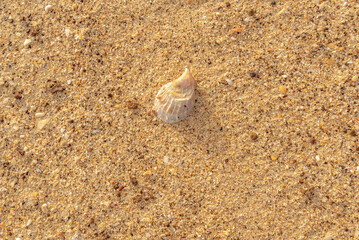 seashell on sand