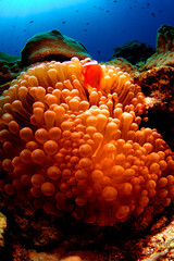 ハマクマノミと真っ赤なイソギンチャク