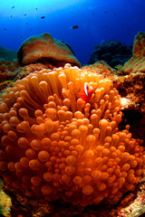 ハマクマノミと真っ赤なイソギンチャク