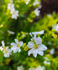 Closeup of Cuphea hyssopifolia white flowers are so beautiful in the park.
