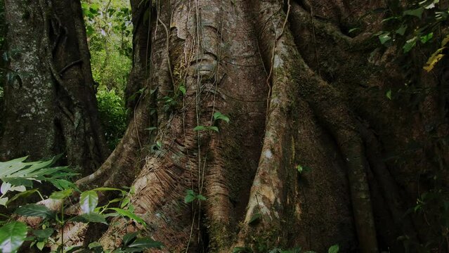 Big intertwined tree trunk in Tropical forest. Drone view of Bali.