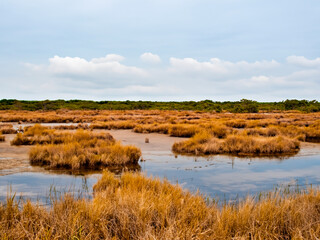 close up swamp in the wetland