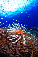 サンゴの上を泳ぐハナミノカサゴ