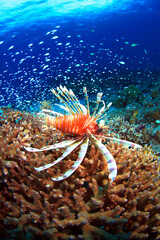 サンゴの上を泳ぐハナミノカサゴ