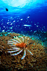 サンゴの上を泳ぐハナミノカサゴ