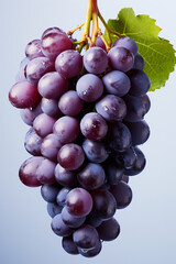 Fototapeta premium Portrait of grape. Ideal for your designs, banners or advertising graphics.