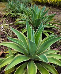 Obraz premium Selective focus. Giant Agave Americana captured in Celosia Park, Indonesia. 