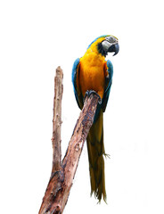 Blue and yellow macaw (Ara ararauna), also known as the blue and gold macaw.