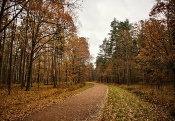 road in autumn forest